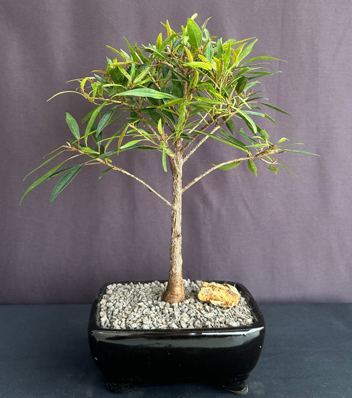 Willow Leaf Ficus Bonsai Tree - Small-(Ficus Nerifolia/Salisafolia)