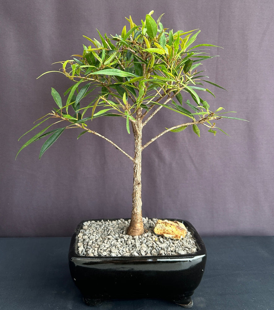 Willow Leaf Ficus Bonsai Tree - Small-(Ficus Nerifolia/Salisafolia)