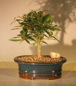 Willow Leaf Ficus Bonsai Tree - Small-(Ficus Nerifolia/Salisafolia)