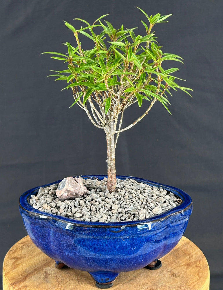 Willow Leaf Ficus Bonsai Tree - Small-(Ficus Nerifolia/Salisafolia)