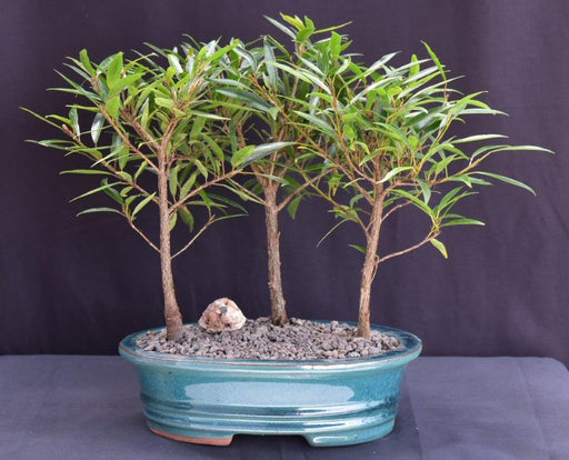 Willow Leaf Ficus Bonsai Tree-3 Tree Forest Group-(ficus nerifolia/salicafolia)