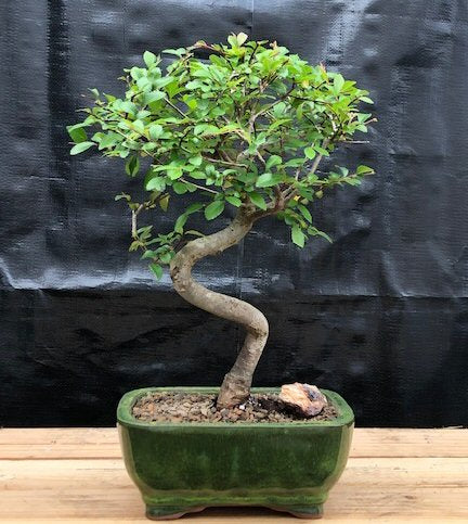 Chinese Elm Bonsai Tree -Trained Curve Trunk Style - Small -(Ulmus Parvifolia)