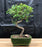Chinese Elm Bonsai Tree -Trained Curve Trunk Style - Small -(Ulmus Parvifolia)