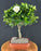 Trained Gardenia Bonsai Tree - (jasminoides miami supreme)