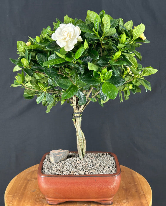 Trained Gardenia Bonsai Tree - (jasminoides miami supreme)