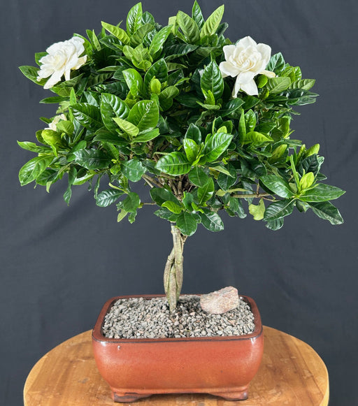 Flowering Gardenia Bonsai Tree-Braided Trunk Style -(jasminoides miami supreme)