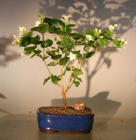 Flowering Arabian Jasmine-(jasminum sambac)