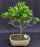 Flowering Tropical Dwarf Apple Bonsai Tree -Extra Large -(clusia rosea 'nana')