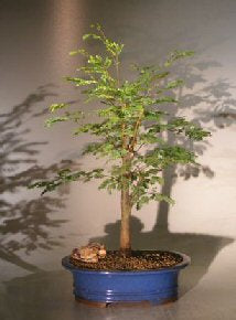 Flowering Horseflesh Mahogany Bonsai Tree - Large -(lysiloma sabicu)