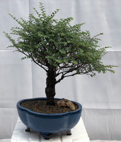 Chinese Seiju Elm Bonsai Tree -(ulmus parvifolia 'seiju')