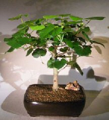 Flowering Sea Hibiscus Bonsai Tree-(hibiscus tiliaceus)