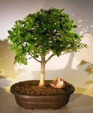 Flowering Premna Bonsai Tree-(premna obtusifolia)