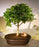 Flowering Premna Bonsai Tree-(premna obtusifolia)