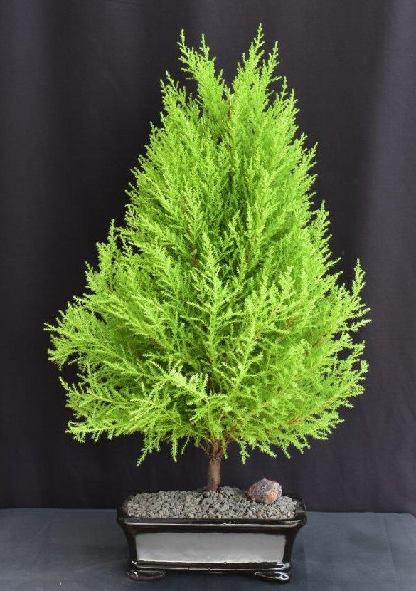 Lemon Cypress Bonsai Tree -(cupressus macrocarpa)