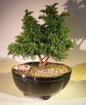 Cryptomeria Bonsai Tree -(japonica - tansu)