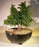 Cryptomeria Bonsai Tree -(japonica - tansu)