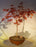 Japanese Red Maple Bonsai Tree-(Acer Palmautm ?Shin-Deshojo?)