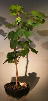 Wine Grape Bonsai Tree-Chardonnay