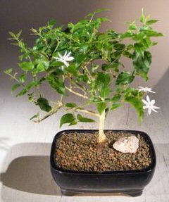 Flowering Downy Jasmine Bonsai Tree -(jasminum 'multiflorum')