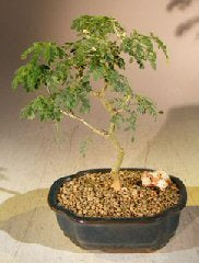 Flowering Brazilian Raintree Bonsai Tree - Small -(pithecellobium tortum)