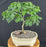 Flowering Brazilian Raintree Bonsai Tree - Small -(pithecellobium tortum)