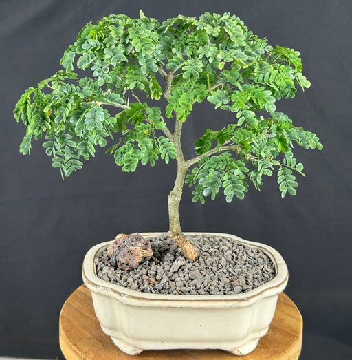 Flowering Brazilian Raintree Bonsai Tree - Small -(pithecellobium tortum)