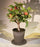 Artificial Pomegranate Bonsai Tree