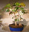 Flowering Sea Hibiscus Bonsai Tree - Variegated-(hibiscus tiliaceus)