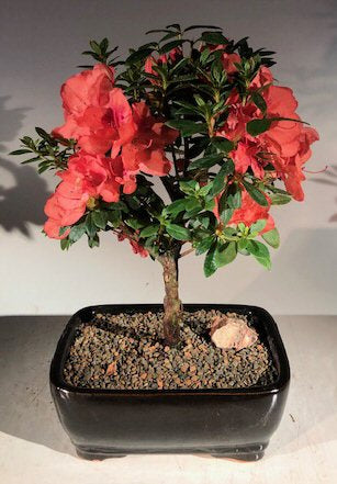 Flowering Tropical Duc De Rohan Azalea Bonsai Tree -(southern indica)