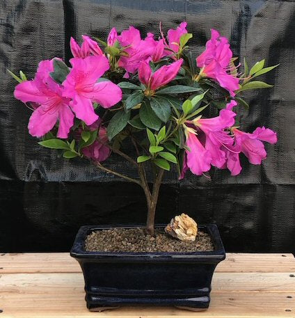 Flowering Tropical Purple Formosa Azalea Bonsai Tree -(azalea indica 'formosa')