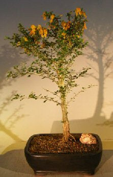 Flowering Jamaican Raintree Bonsai Tree -(brya ebenus)
