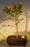 Flowering Jamaican Raintree Bonsai Tree -(brya ebenus)