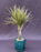 Dracena Bonsai Tree-Braided Trunk - Variegated-(Dracena Marginata)