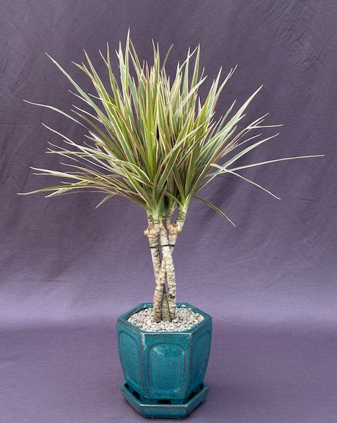 Dracena Bonsai Tree-Braided Trunk - Variegated-(Dracena Marginata)