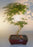 Japanese Green Maple Bonsai Tree -Curved S Shape Trunk-(acer palmatum)