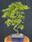 Japanese Green Maple Bonsai Tree -Curved S Shape Trunk-(acer palmatum)