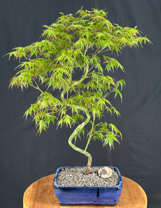 Japanese Green Maple Bonsai Tree -Curved S Shape Trunk-(acer palmatum)