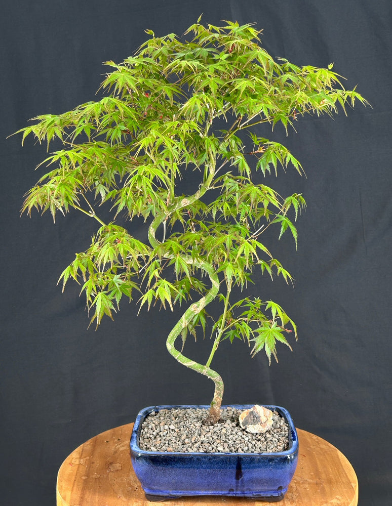 Japanese Green Maple Bonsai Tree -Curved S Shape Trunk-(acer palmatum)