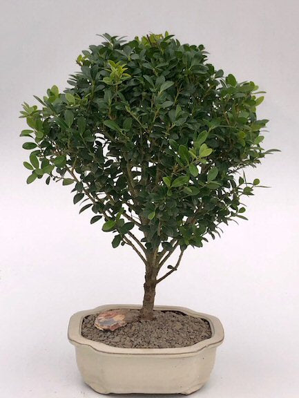 Dwarf Japanese Holly Bonsai Tree-(ilex crenata 'piccolo')