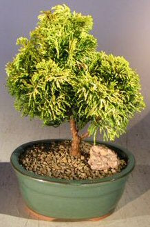 Golden Hinoki Cypress Bonsai Tree -(chamecyparis obtusa 'nana lutea')
