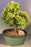 Golden Hinoki Cypress Bonsai Tree -(chamecyparis obtusa 'nana lutea')