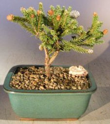 Dwarf Norway Spruce 'Pusch' Bonsai Tree-(picea abies 'pusch')