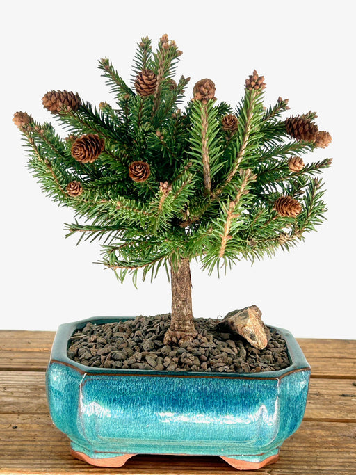 Dwarf Norway Spruce 'Pusch' Bonsai Tree-(picea abies 'pusch')