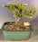 Dwarf Norway Spruce 'Pusch' Bonsai Tree-(picea abies 'pusch')