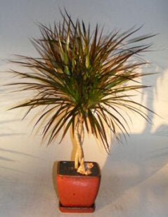 Dracena Bonsai Tree-Braided Trunk-(dracena marginata)