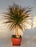 Dracena Bonsai Tree-Braided Trunk-(dracena marginata)