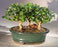 Flowering Fukien Tea Bonsai Tree- Three Tree Forest Group - Aged Large-(ehretia microphylla)