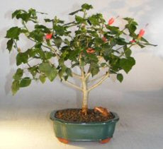 Flowering Dwarf Sleeping Hibiscus Bonsai Tree-(Malvaviscus alboretus 'compactus')