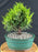 Golden Joy Shimpaku Juniper -(juniperus pfitzeriana)