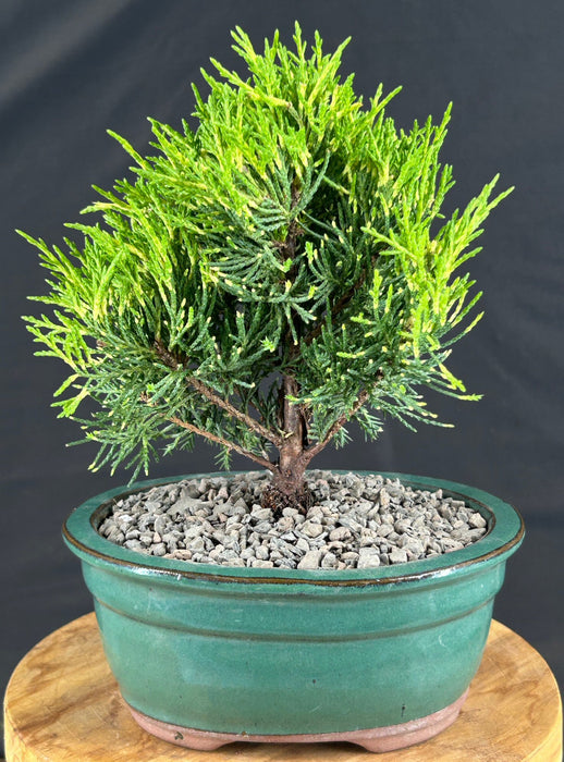 Golden Joy Shimpaku Juniper -(juniperus pfitzeriana)